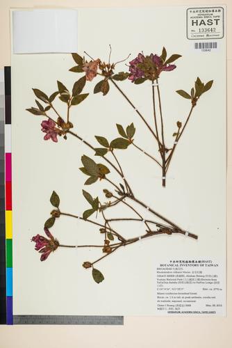 Rhododendron oldhamii Maxim.