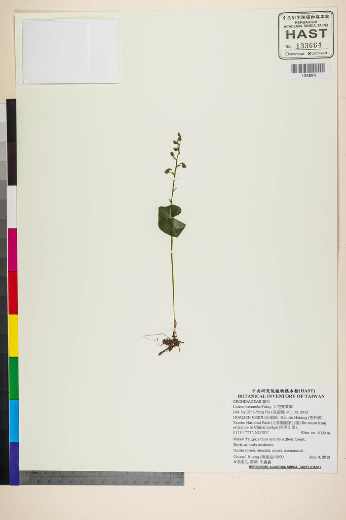 <Unit #109973 Huang, Chien-I | 黃建益 | 5800:: | Listera macrantha Fukuy.>