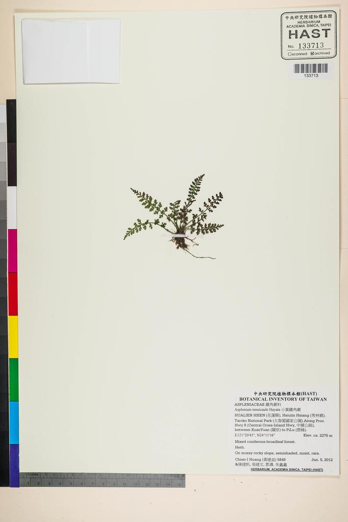 <Unit #110494 Huang, Chien-I | 黃建益 | 5849:: | Asplenium tenuicaule Hayata>