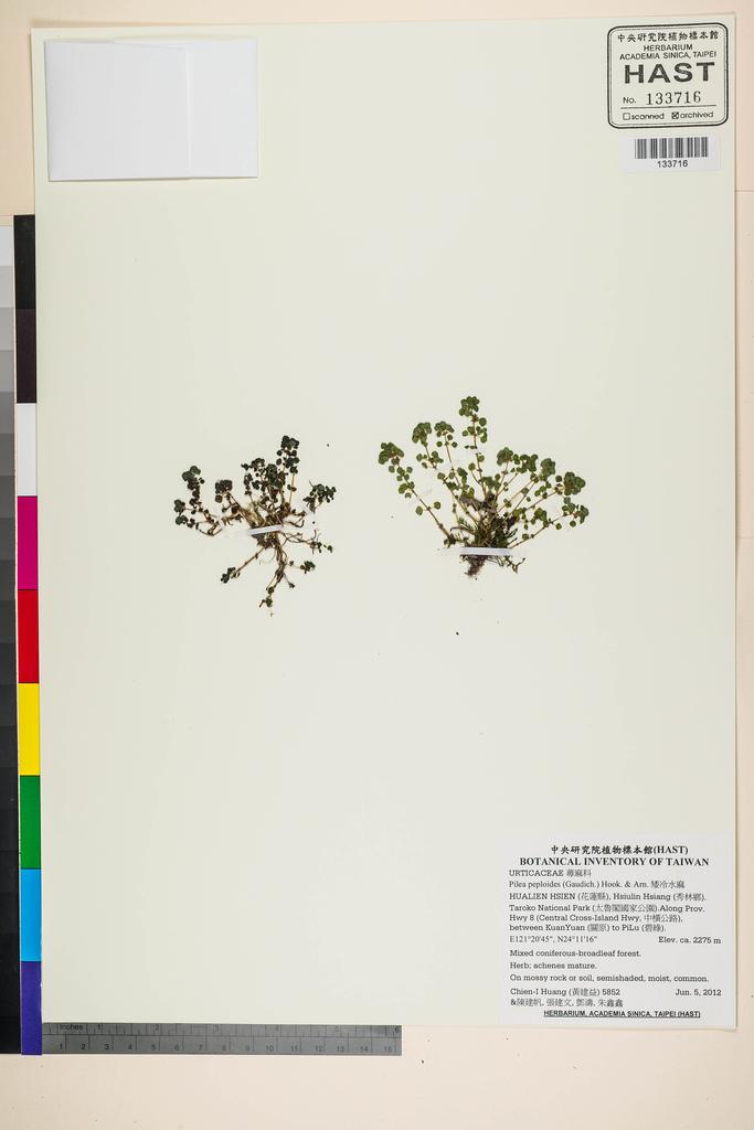 <Unit #110506 Huang, Chien-I | 黃建益 | 5852:: | Pilea peploides (Gaudich.) Hook. & Arn.>