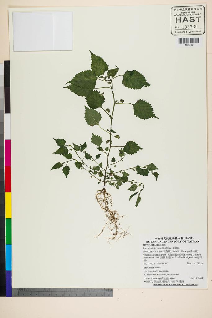 <Unit #110641 Huang, Chien-I | 黃建益 | 5866:: | Laportea interrupta (L.) Chew>