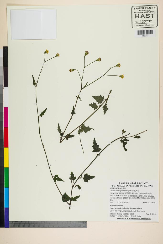 <Unit #110677 Huang, Chien-I | 黃建益 | 5868:: | Senecio crataegifolius Hayata>