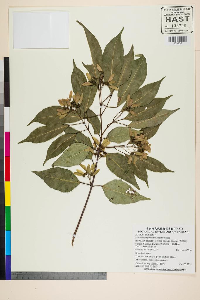 <Unit #110710 Huang, Chien-I | 黃建益 | 5886:: | Acer albopurpurascens Hayata>