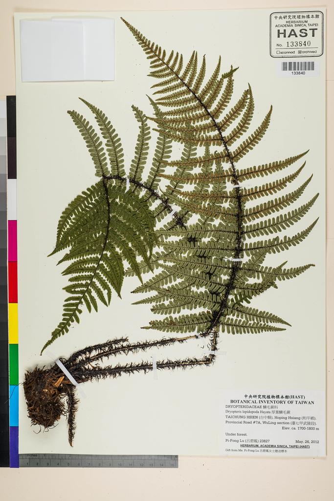 <Unit #118185 Lu, Pi-Fong | 呂碧鳳 | 23827:: | Dryopteris lepidopoda Hayata>