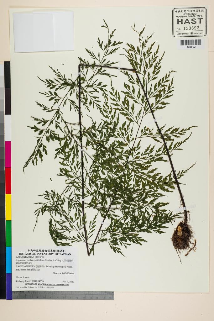 <Unit #118235 Lu, Pi-Fong | 呂碧鳳 | 24074:: | Asplenium neolaserpitiifolium Tardieu & Ching>