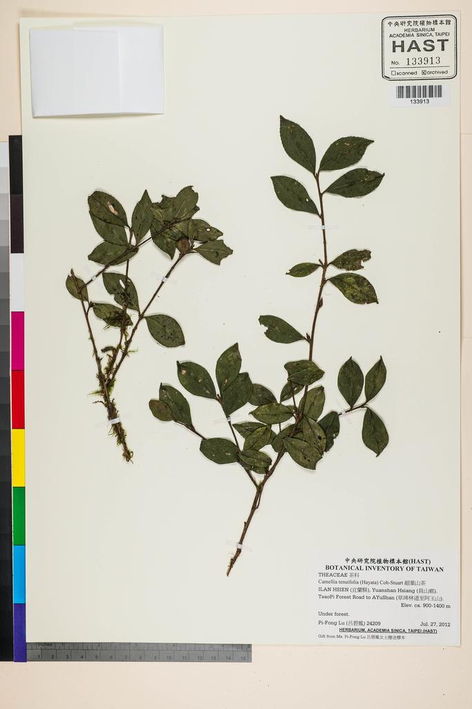 <Unit #118257 Lu, Pi-Fong | 呂碧鳳 | 24209:: | Camellia tenuifolia (Hayata) Coh-Stuart>