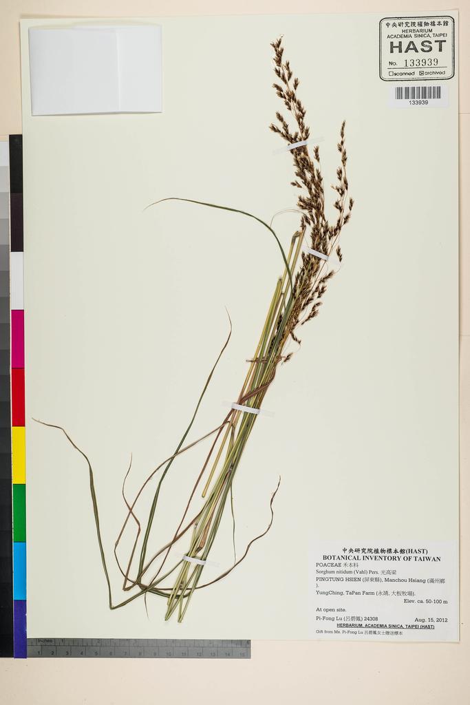 <Unit #118285 Lu, Pi-Fong | 呂碧鳳 | 24308:: | Sorghum nitidum (Vahl) Pers.>