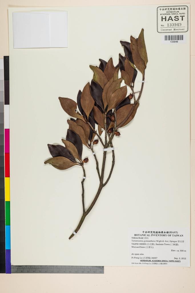<Unit #118295 Lu, Pi-Fong | 呂碧鳳 | 24357:: | Ternstroemia gymnanthera (Wight & Arn.) Sprague>