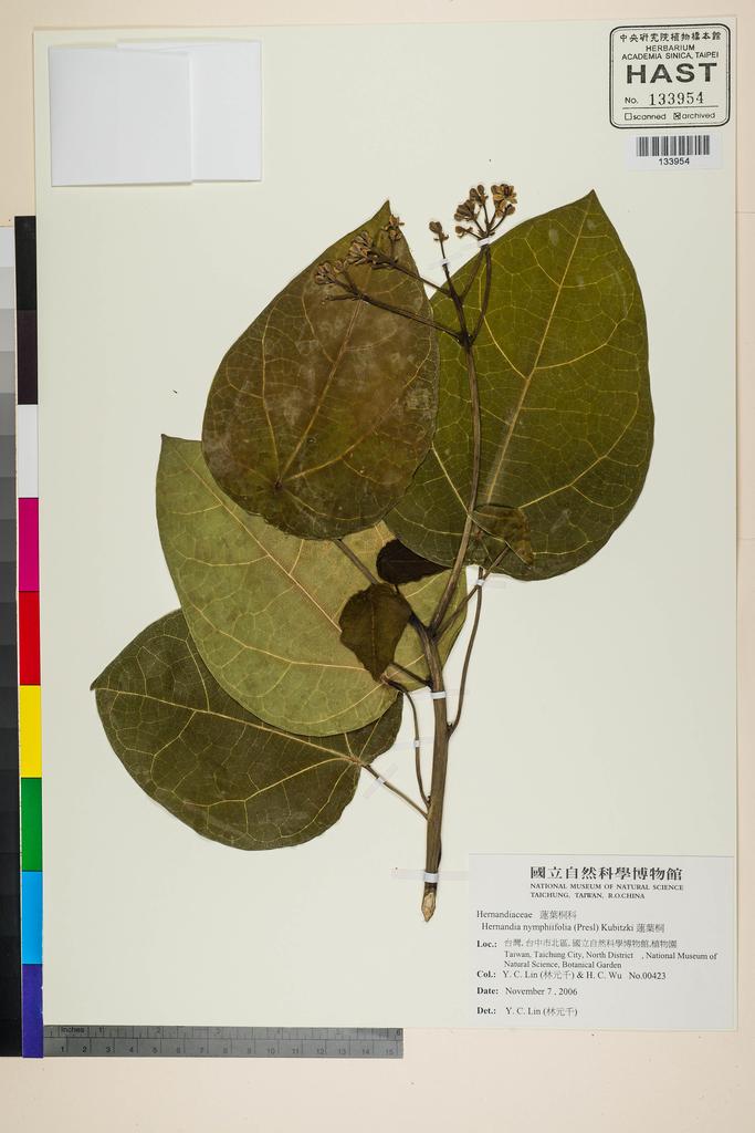 <Unit #118606 Lin, Yuan-Chien | 林元千 | 423:: | Hernandia nymphiifolia (Presl) Kubitzki>