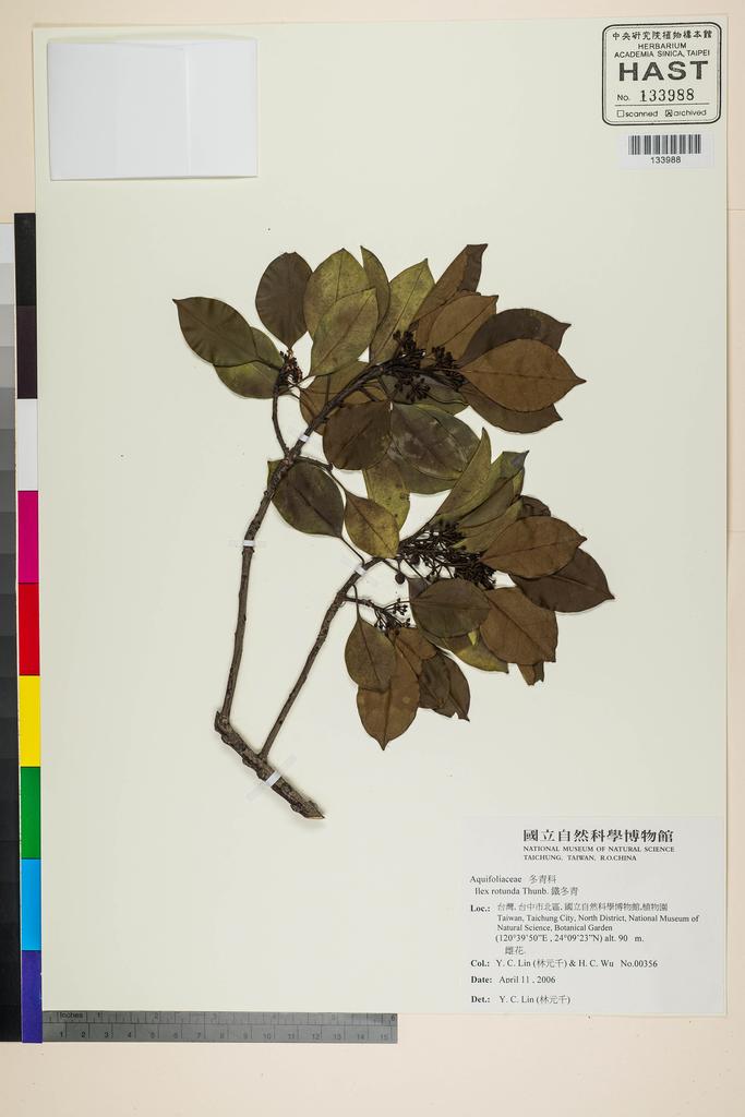<Unit #118581 Lin, Yuan-Chien | 林元千 | 356:: | Ilex rotunda Thunb.>