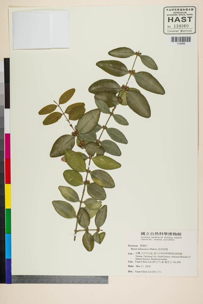 <Unit #118475 Lin, Yuan-Chien | 林元千 | 593:: | Buxus liukiuensis Makino>