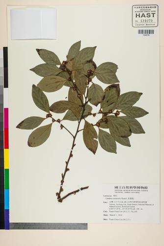 Lindera communis Hemsl.