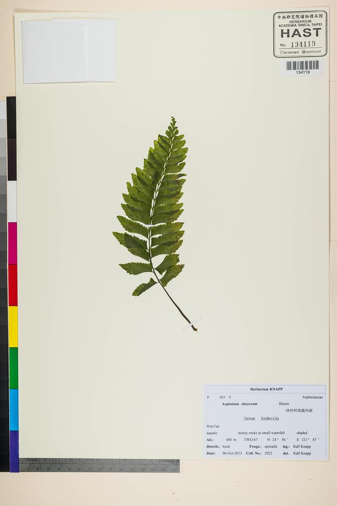 <Unit #118410 Knapp, Ralf | 柯納普 | 2922:: | Asplenium obscurum Blume>