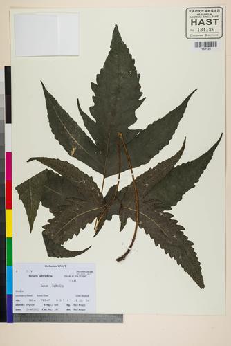 Tectaria subtriphylla (Hook. & Arn.) Copel.