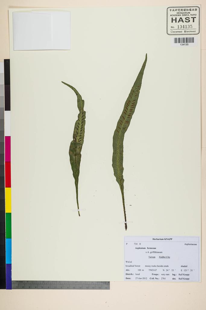 <Unit #118363 Knapp, Ralf | 柯納普 | 2761:: | Asplenium formosae Christ>