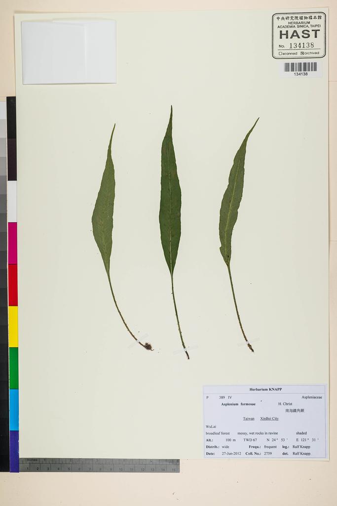 <Unit #118362 Knapp, Ralf | 柯納普 | 2759:: | Asplenium formosae Christ>