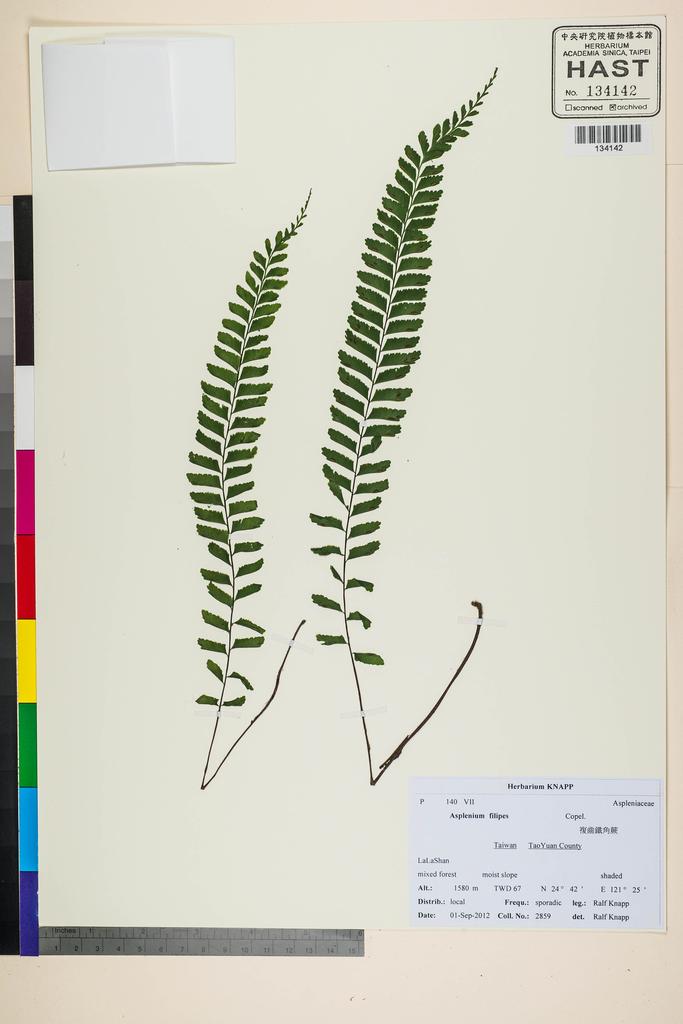 <Unit #118358 Knapp, Ralf | 柯納普 | 2859:: | Asplenium filipes Copel.>
