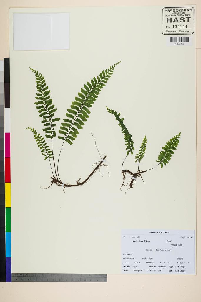 <Unit #118356 Knapp, Ralf | 柯納普 | 2867:: | Asplenium filipes Copel.>