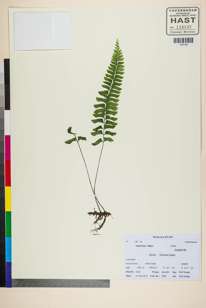 <Unit #118355 Knapp, Ralf | 柯納普 | 2866:: | Asplenium filipes Copel.>