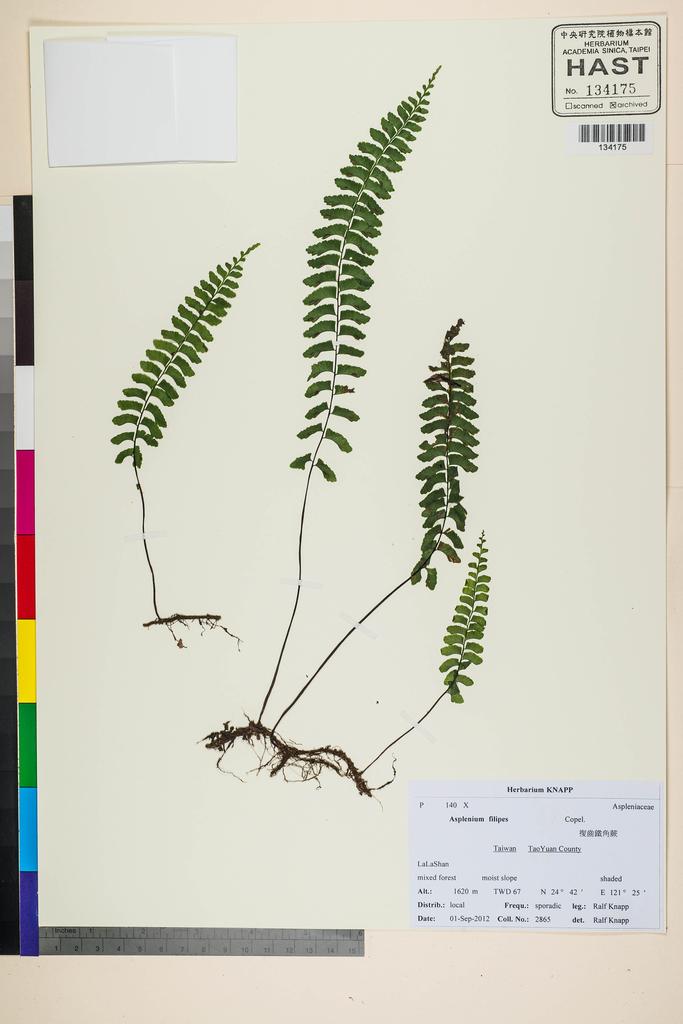 <Unit #118325 Knapp, Ralf | 柯納普 | 2865:: | Asplenium filipes Copel.>