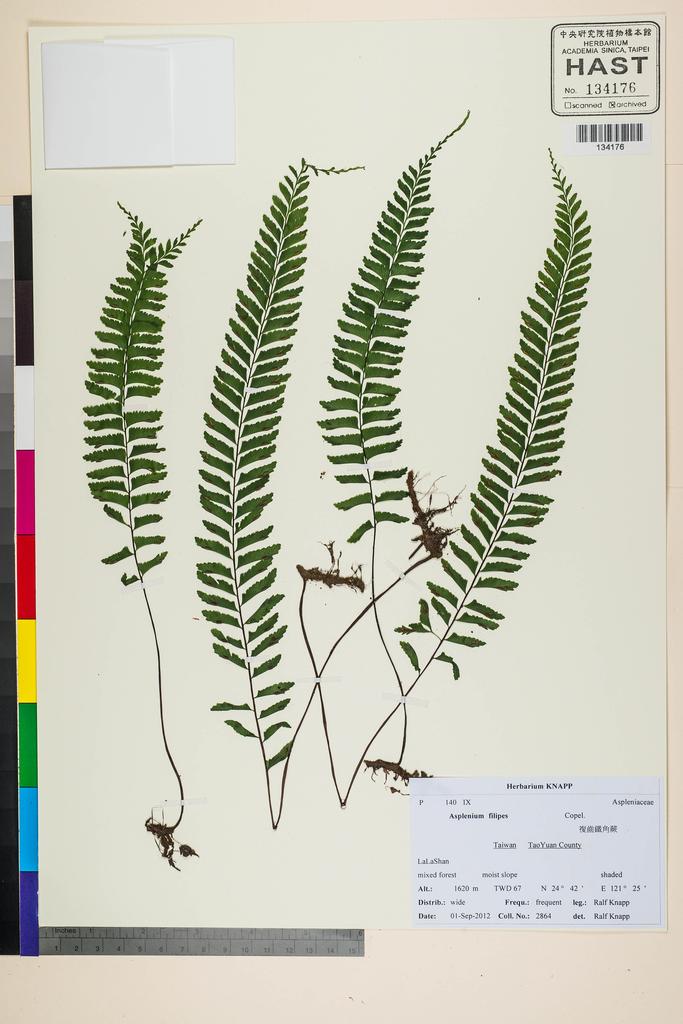 <Unit #118324 Knapp, Ralf | 柯納普 | 2864:: | Asplenium filipes Copel.>