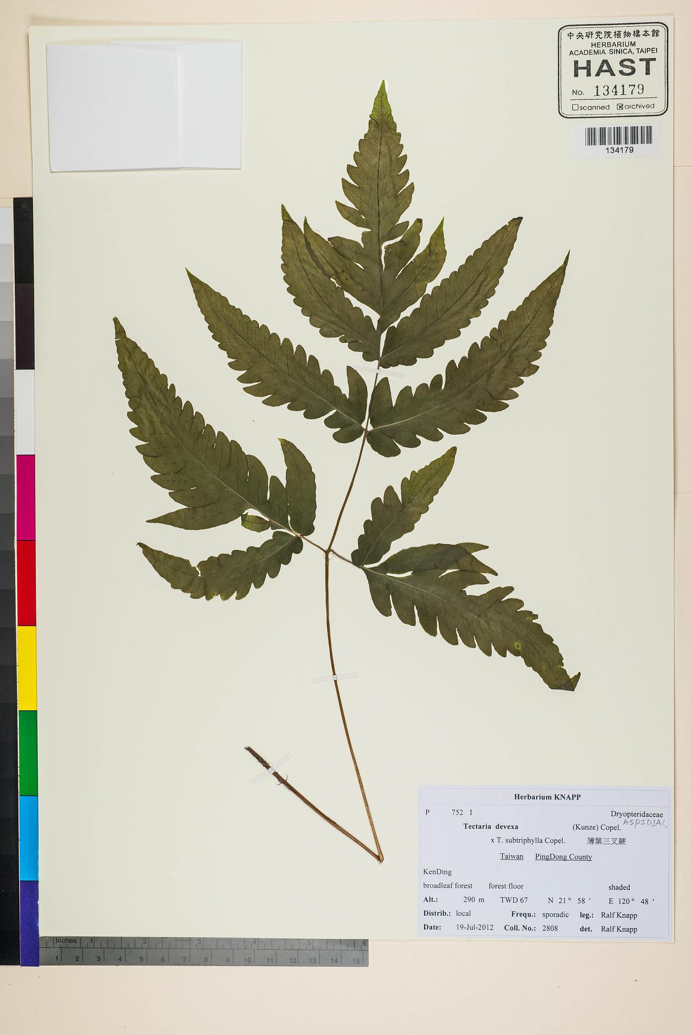 Sample image for viewer