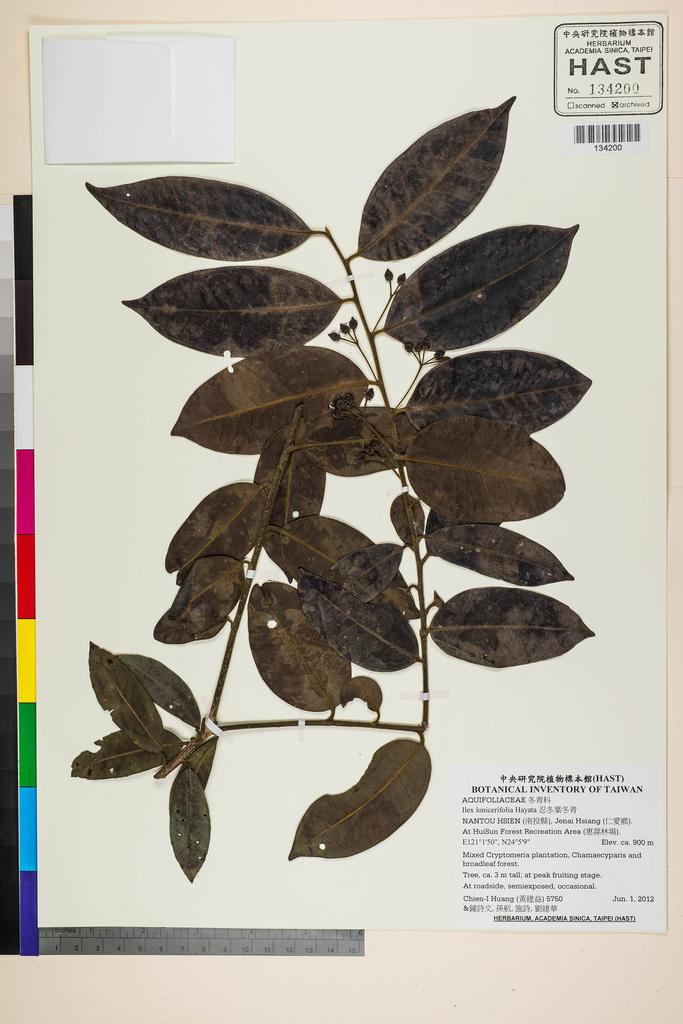 <Unit #109599 Huang, Chien-I | 黃建益 | 5750:: | Ilex lonicerifolia Hayata>