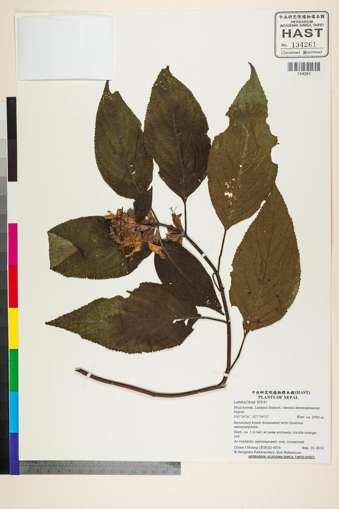 Sample image for viewer