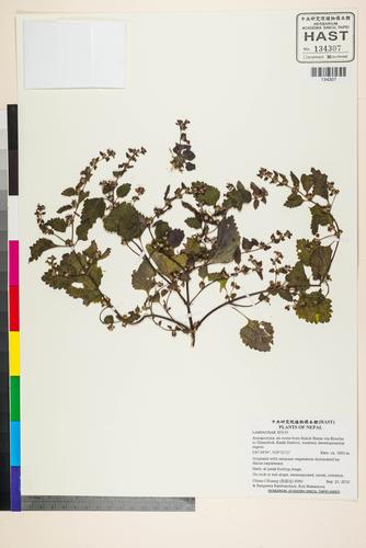 LAMIACEAE