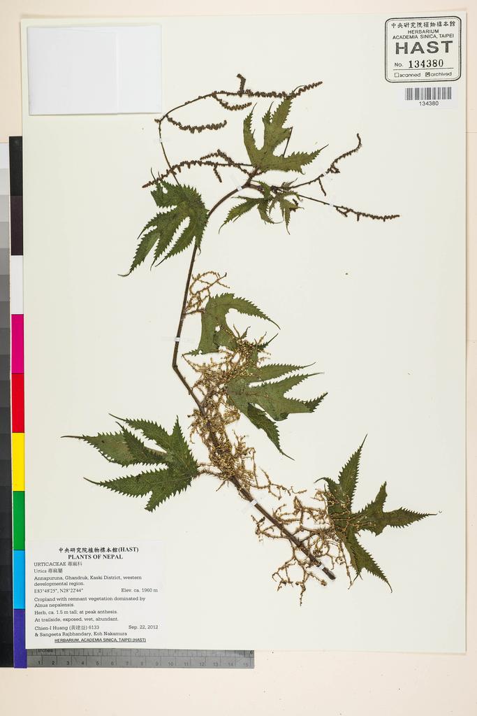 <Unit #118007 Huang, Chien-I | 黃建益 | 6133:: | Urtica>