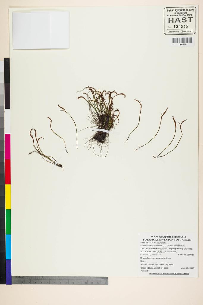 <Unit #118173 Huang, Chien-I | 黃建益 | 6270:: | Asplenium septentrionale (L.) Hoffm.>