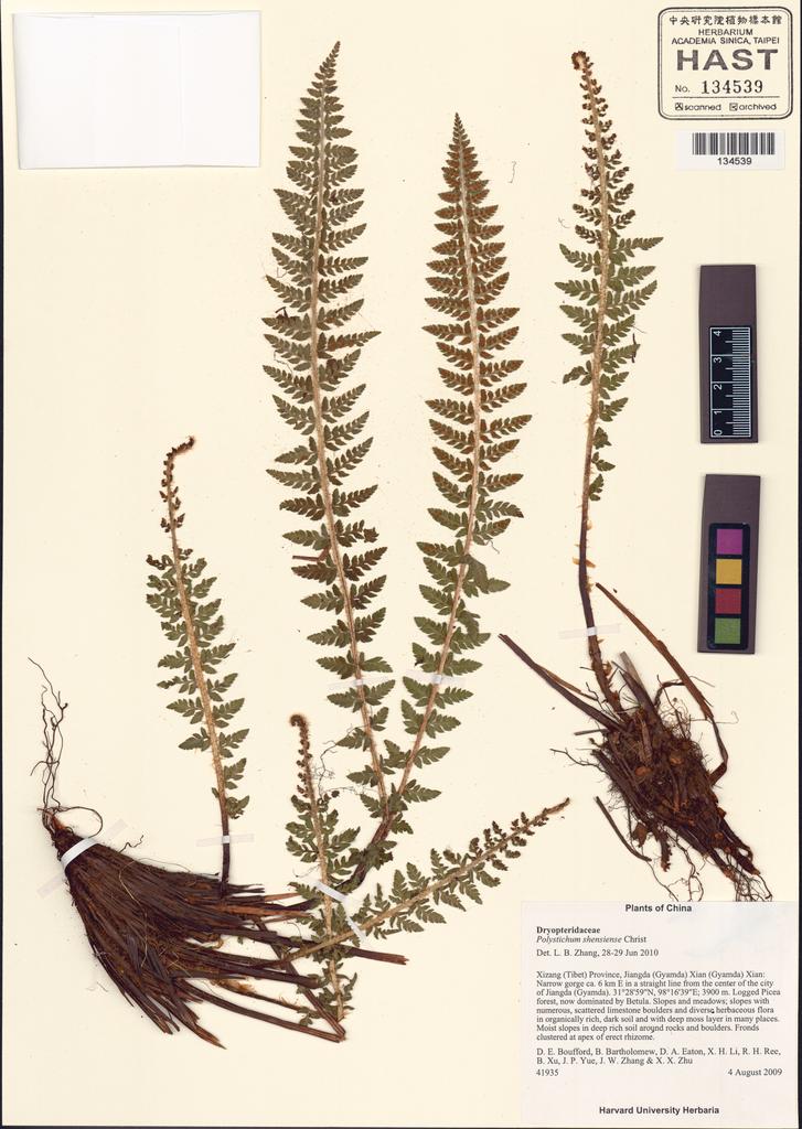 <Unit #130861 Boufford, D. E. |  | 41935:: | Polystichum shensiense Christ>