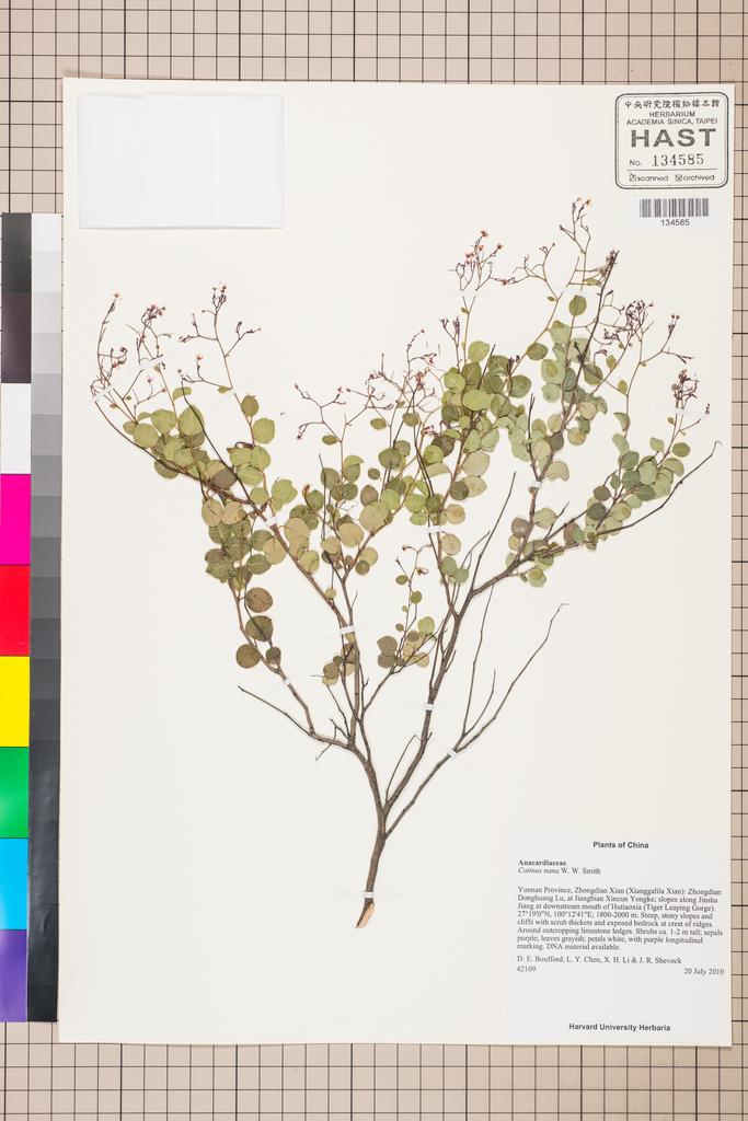<Unit #130890 Boufford, D. E. |  | 42109:: | Cotinus nana W.W. Sm.>