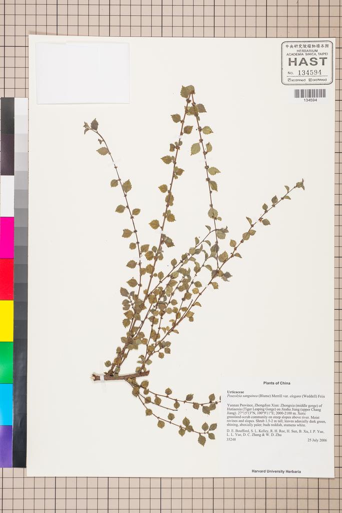 <Unit #130881 Boufford, D. E. |  | 35248:: | Pouzolzia sanguinea (Blume) Merr. var. elegans (Wedd.) Friis & Wilmot-Dear>