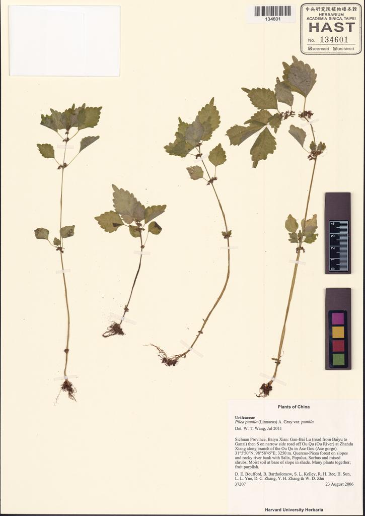 <Unit #130796 Boufford, D. E. |  | 37207:: | Pilea pumila (L.) A. Gray var. pumila>
