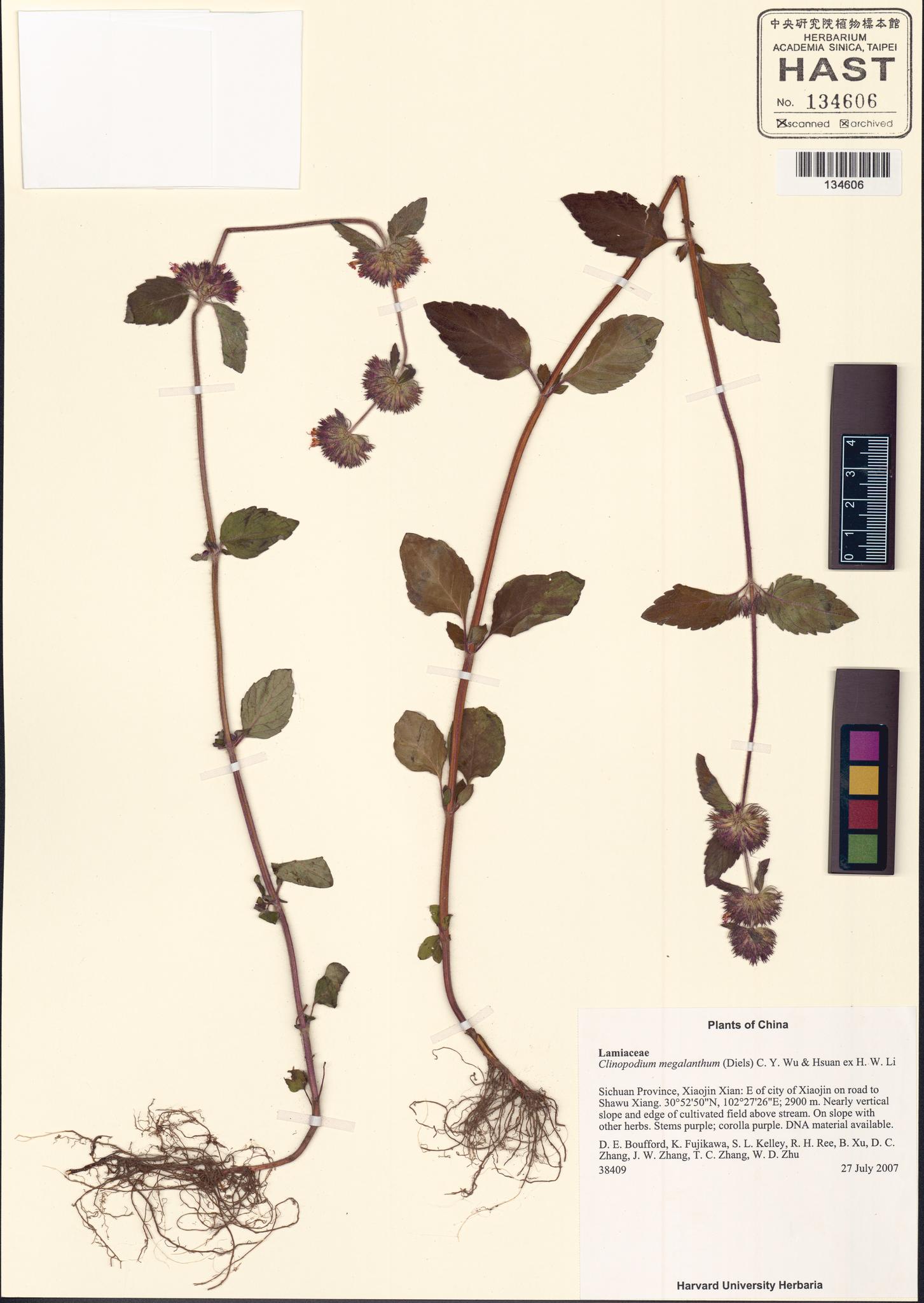 Sample image for viewer