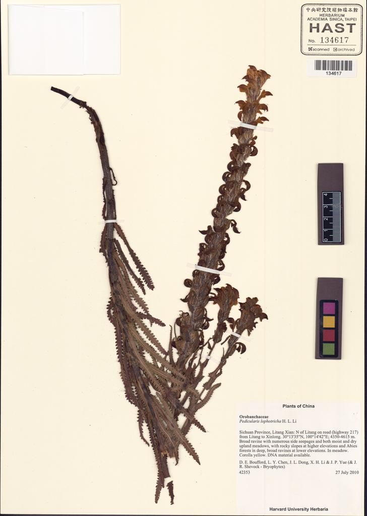 <Unit #130812 Boufford, D. E. |  | 42353:: | Pedicularis lophotricha H. L. Li>
