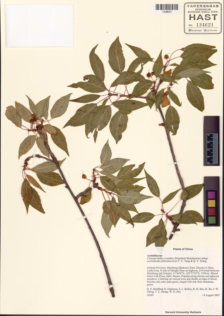 <Unit #130815 Boufford, D. E. |  | 39589:: | Clematoclethra scandens (Franch.) Maxim. subsp. actinidioides (Maxim.) Y.C. Tang & Q.Y. Xiang>