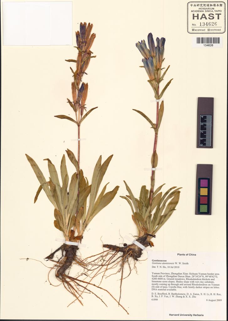 <Unit #130821 Boufford, D. E. |  | 41999:: | Gentiana atuntsiensis W.W. Sm.>