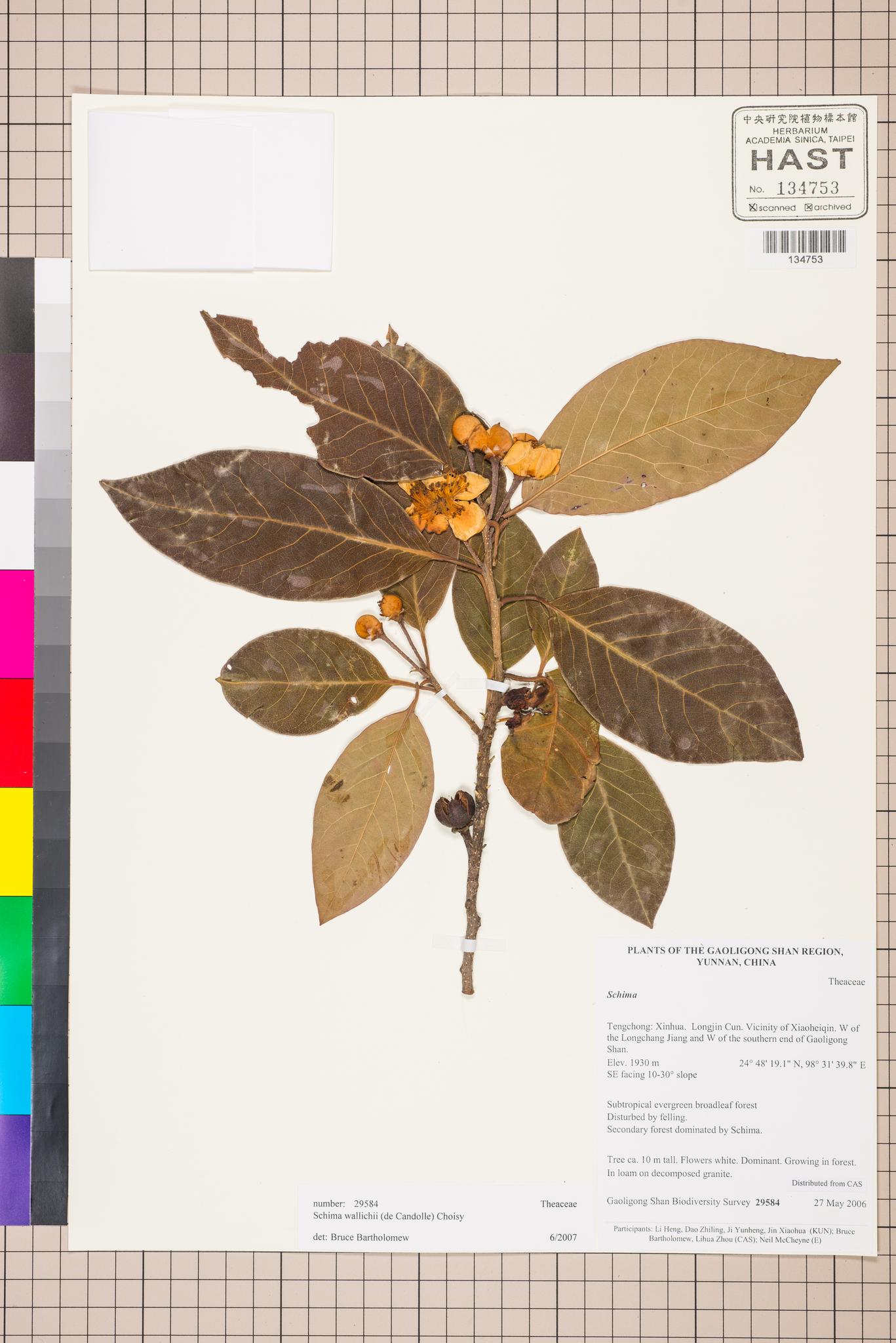 Sample image for viewer