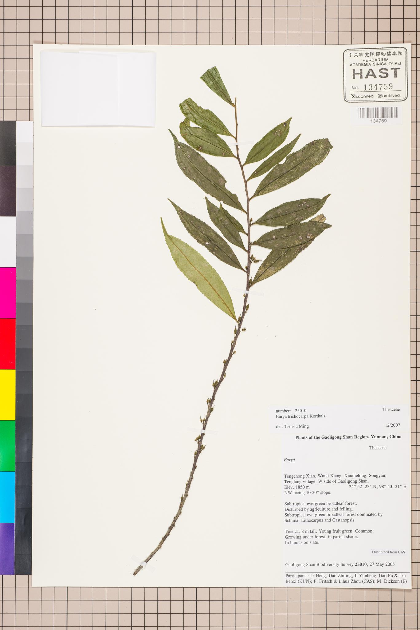 Sample image for viewer