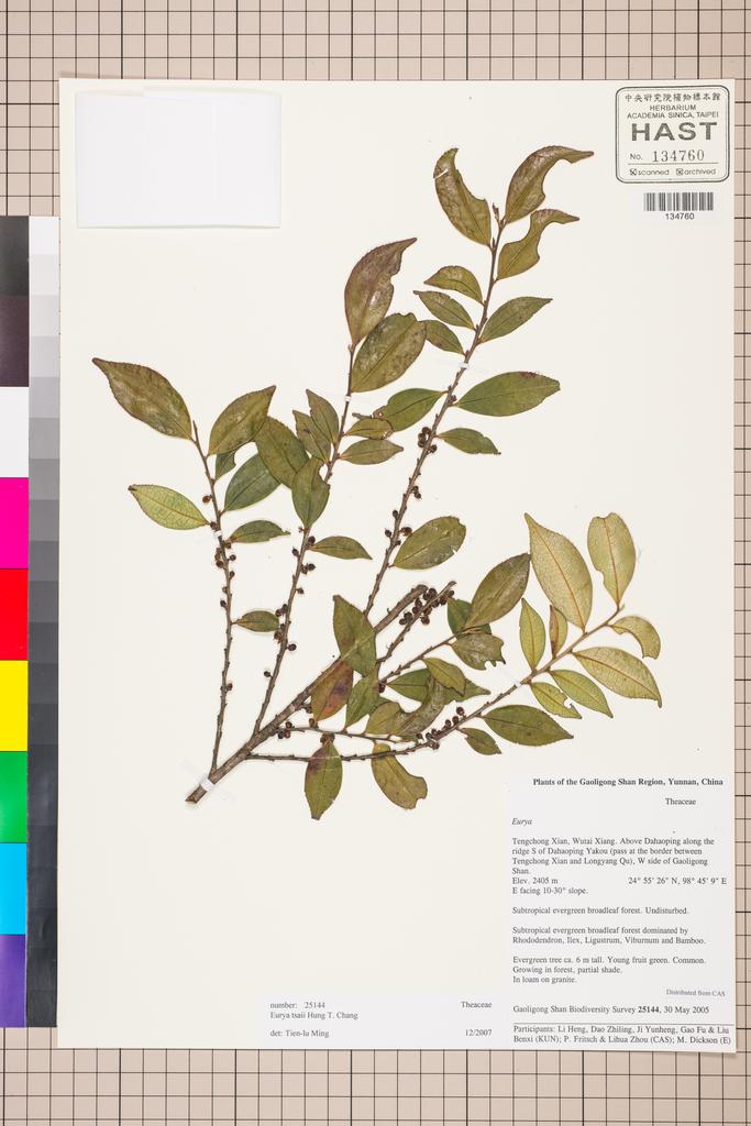 <Unit #129516 Gaoligong Shan Biodiversity Survey | 25144:: | Eurya tsaii Hung T. Chang>