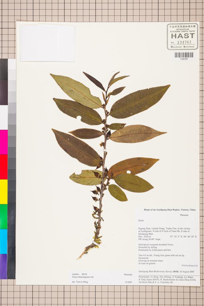 <Unit #129515 Gaoligong Shan Biodiversity Survey | 28436:: | Eurya chuekiangensis Hu>