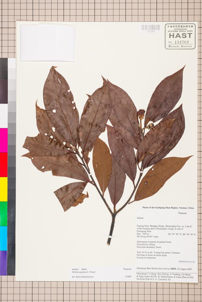 <Unit #129512 Gaoligong Shan Biodiversity Survey | 28850:: | Schima argentea E. Pritz.>