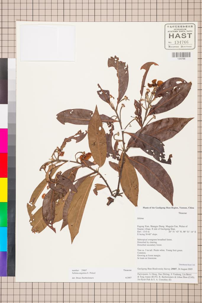 <Unit #129510 Gaoligong Shan Biodiversity Survey | 29007:: | Schima argentea E. Pritz.>