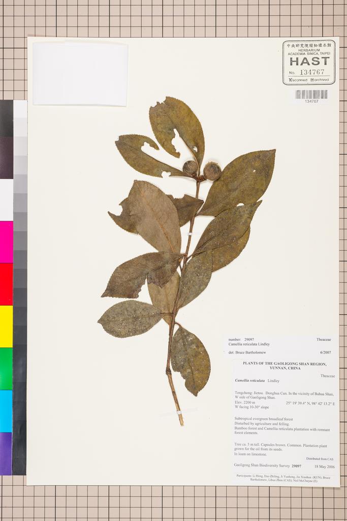 <Unit #129509 Gaoligong Shan Biodiversity Survey | 29097:: | Camellia reticulata Lindl.>
