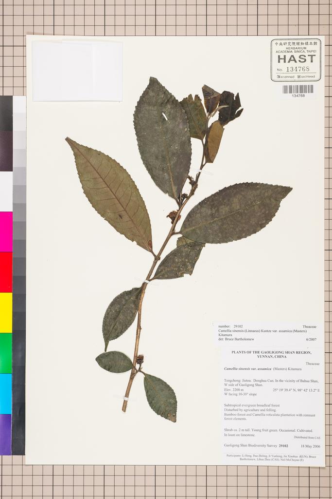 <Unit #129508 Gaoligong Shan Biodiversity Survey | 29102:: | Camellia sinensis (L.) Ktze. var. assamica (Mast.) Kitam.>