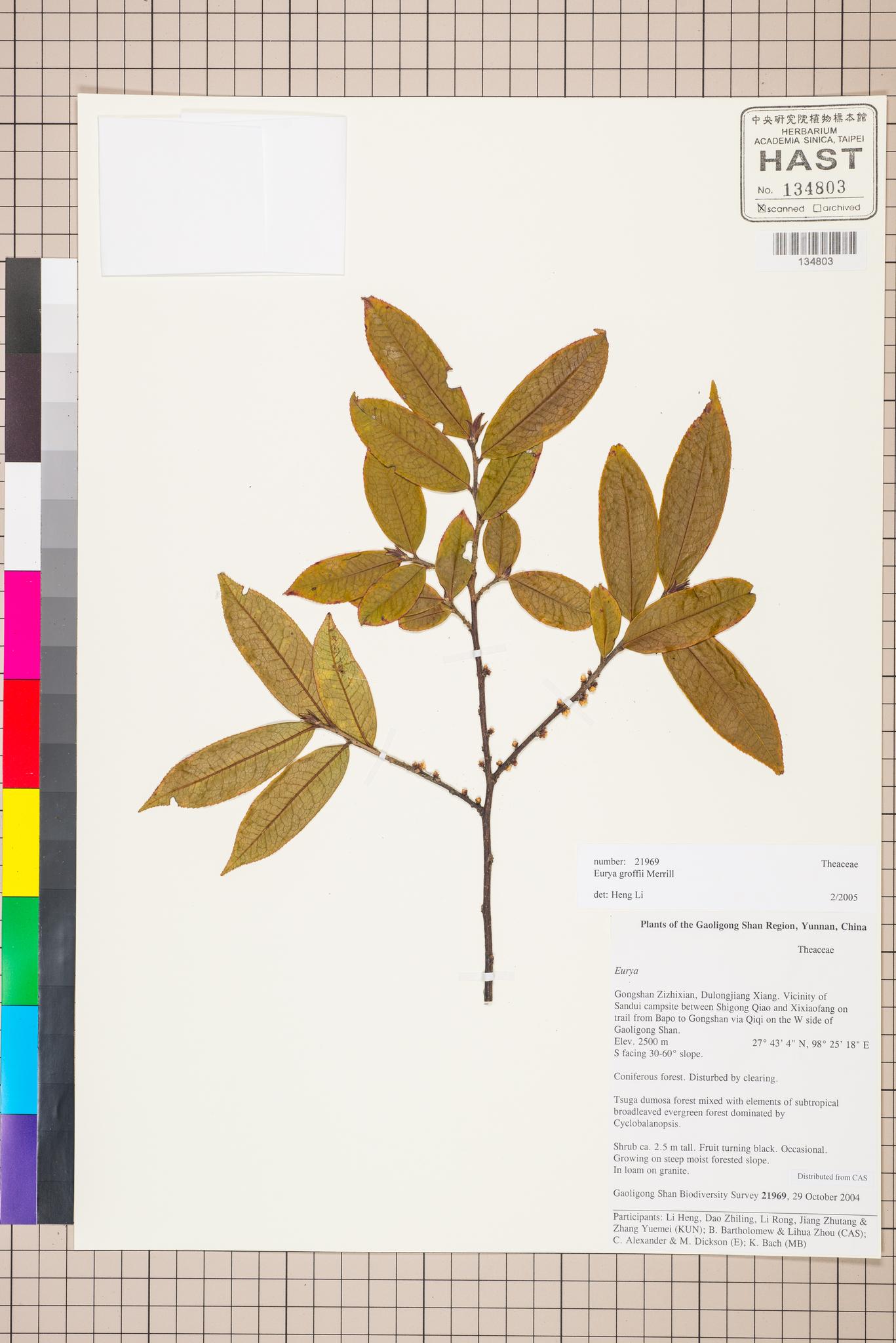 Sample image for viewer