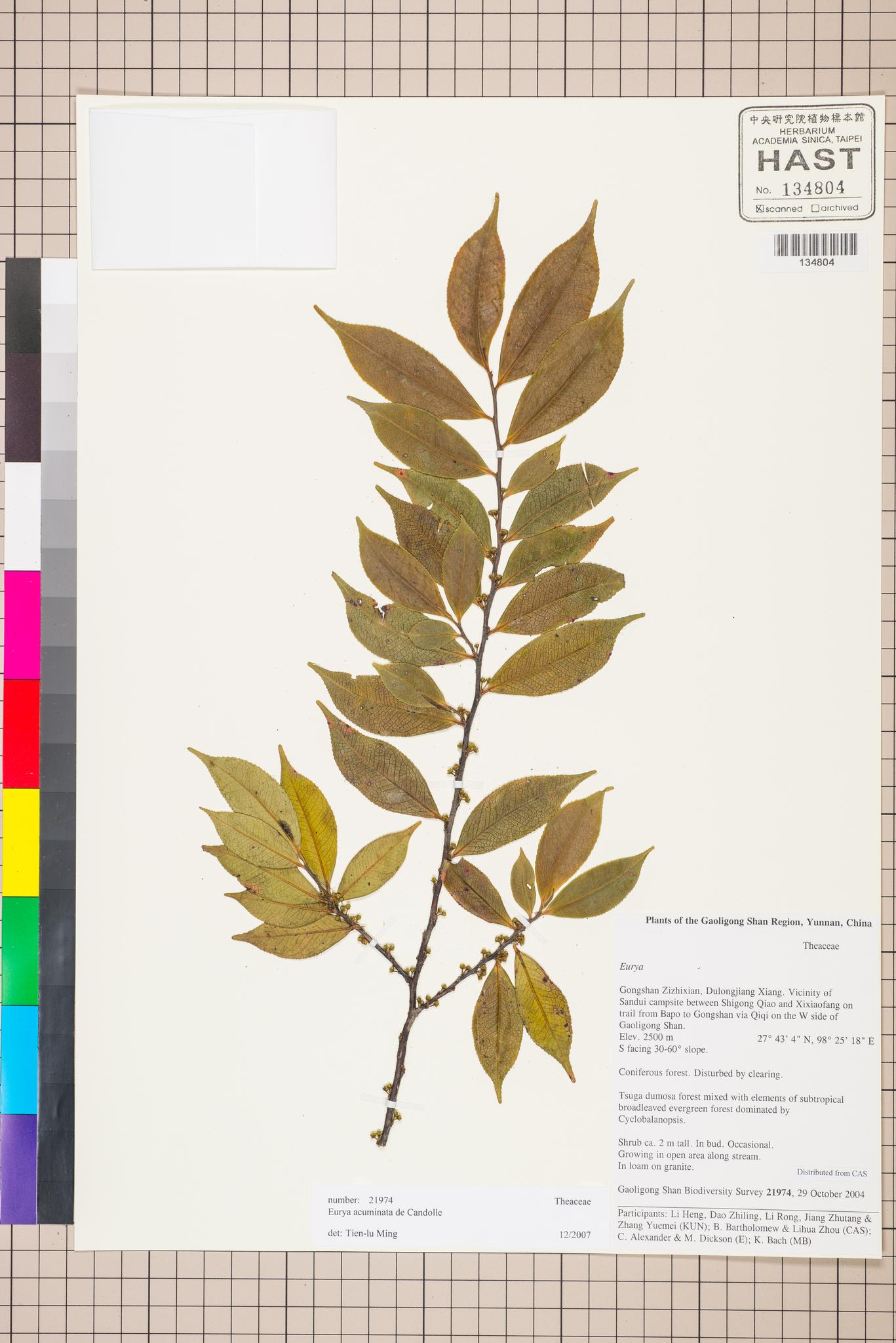 Sample image for viewer