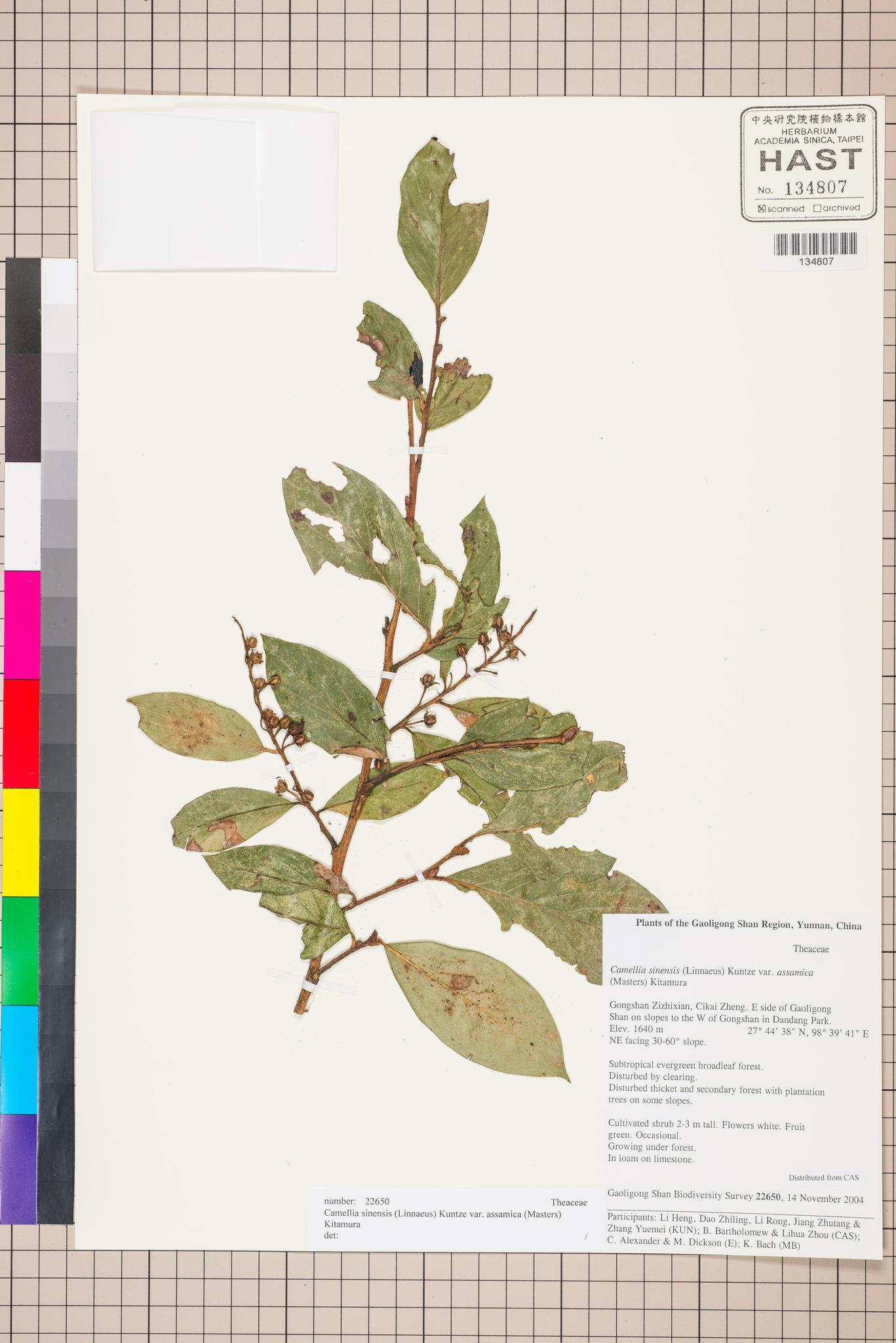 Sample image for viewer